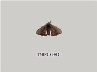 藏品(褐斑白蠶蛾)的圖片